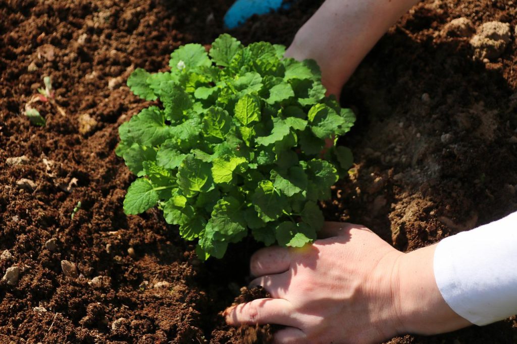 herbs, garden, harvesting-6151536.jpg