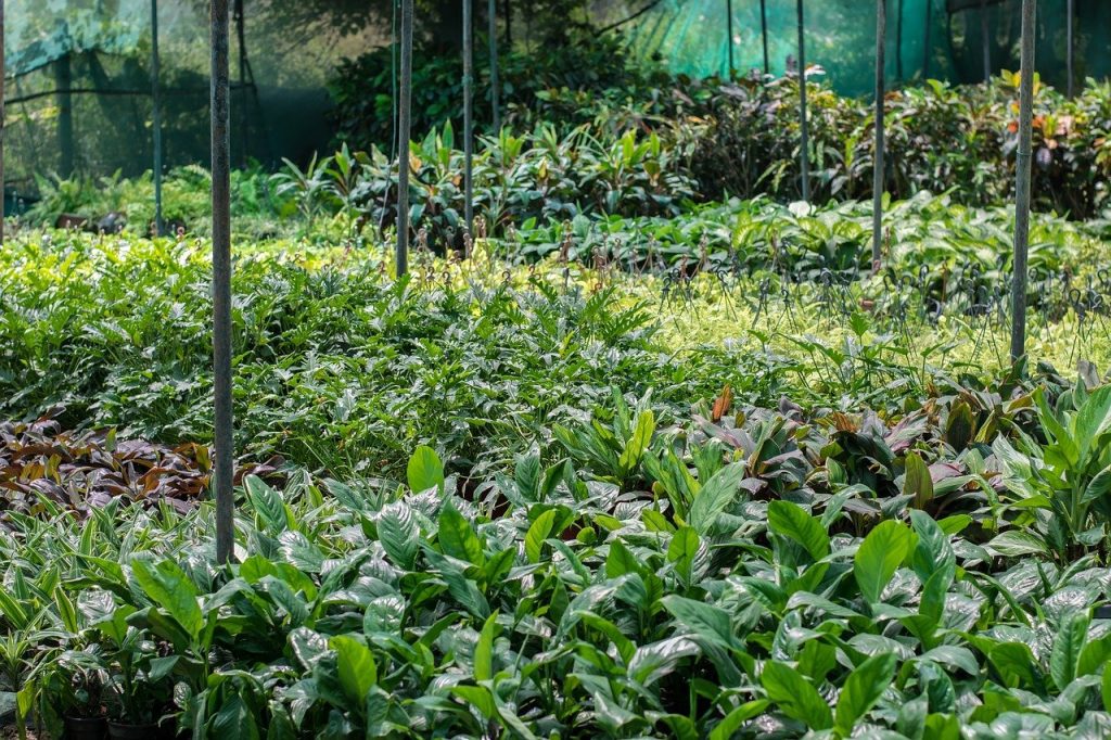 plant nursery, plants, saplings-2664818.jpg